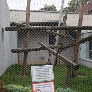 Monkey House - Javan lutung enclosure