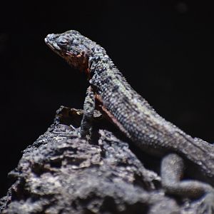 Albemarle lava lizard