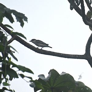 Bird ID, Wild in Mexico