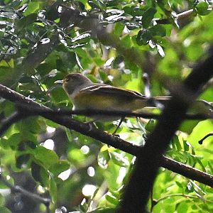 Bird ID, Wild in Mexico