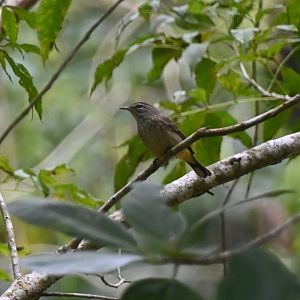 Bird ID, Wild in Mexico