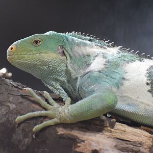 Fiji island crested iguana