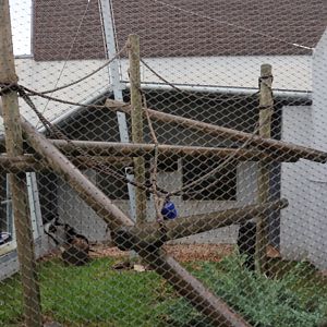 Monkey House - Mantled colobus enclosure
