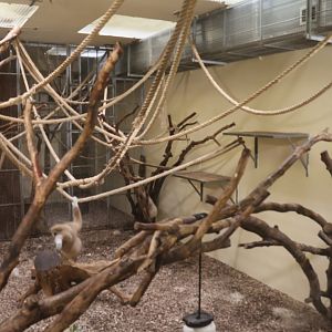 Monkey House - Lar Gibbon (Hylobates lar)