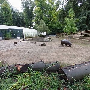 Pygmy Hippo House