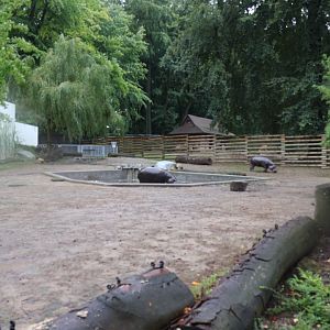 Western Pygmy Hippo (Choeropsis liberiensis liberiensis)