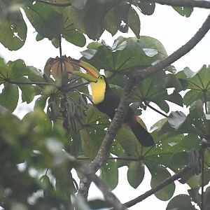 Keel-billed toucan (Ramphastos sulfuratus)