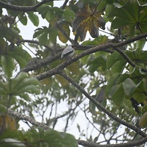 Masked tityra (Tityra semifasciata)