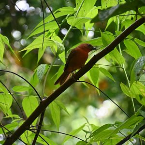 Red-throated ant tanager (Habia fuscicauda)
