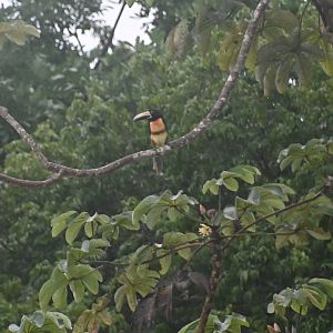 Collared aracari (Pteroglossus torquatus)