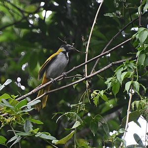 Black-headed saltator (Saltator atriceps)