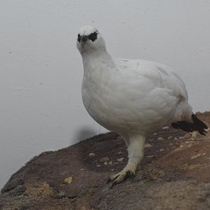 Rock ptarmigan