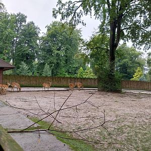 Kafue Lechwe (Kobus lechwe kafuensis)