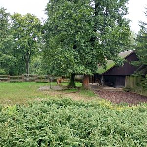 Roan antelope (Hippotragus equinus)