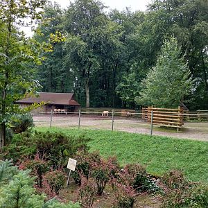 Przewalski horse (Aquus ferus przewalskii)