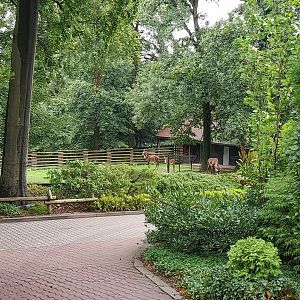 Roan antelope (Hippotragus equinus)