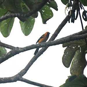 Orange oriole (Icterus auratus)