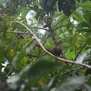 Squirrel cuckoo (Piaya cayana)