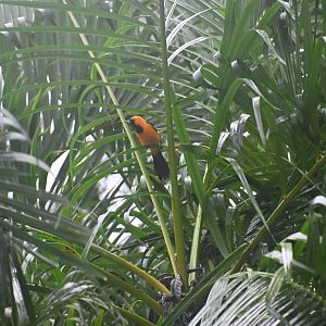 hooded oriole (Icterus cucullatus)