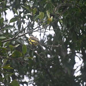 Social flycatcher (Myiozetetes similis)