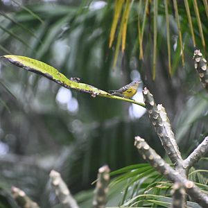 Magnolia warbler (Setophaga magnolia)