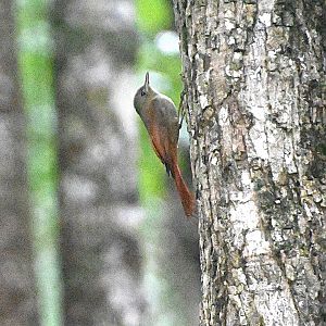 Olivaceous woodcreeper (Sittasomus griseicapillus)