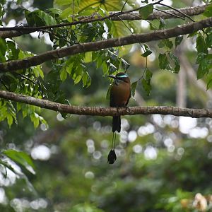 Turquoise-browed motmot ( Eumomota superciliosa )
