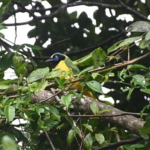 Green jay (Cyanocorax luxuosus)