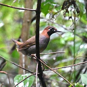 Mayan antthrush (Formicarius moniliger)