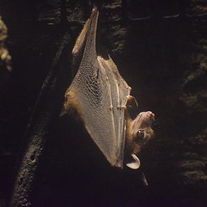 Leschenaut's rousette