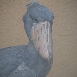 Shoebill