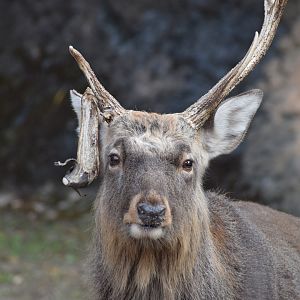 Ezo sika deer