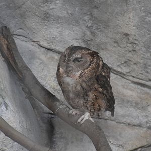 Japanese scops-owl