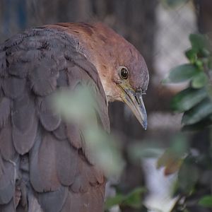 Japanese night heron