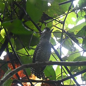 Barred antshrike (Thamnophilus doliatus)