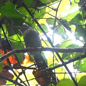 Barred antshrike (Thamnophilus doliatus)