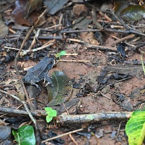 Gulf Coast toad (Incilius valliceps)