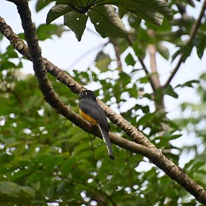 Gartered trogon