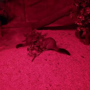 Small Mammal and Nocturnal House - Brushtail Possum (Trichosurus vulpecula)