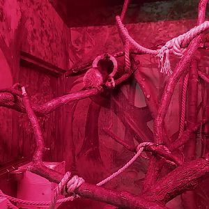 Small Mammal and Nocturnal House - Northern Luzon Giant Cloud Rat (Phloemys pallidus)