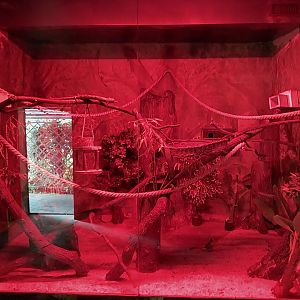 Small Mammal and Nocturnal House - Senegal Bushbaby (Galago senegalensis)