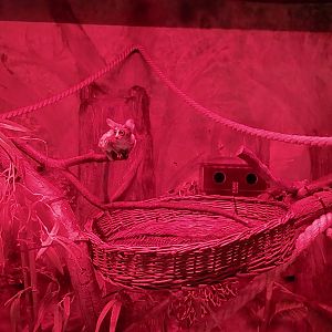 Small Mammal and Nocturnal House - Senegal Bushbaby (Galago senegalensis)