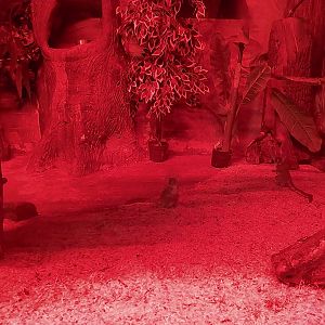 Small Mammal and Nocturnal House - Senegal Bushbaby (Galago senegalensis)