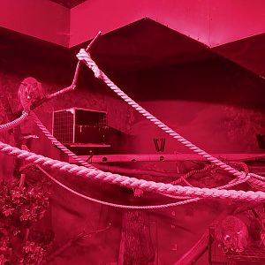 Small Mammal and Nocturnal House - Brushtail Possum (Trichosurus vulpecula)