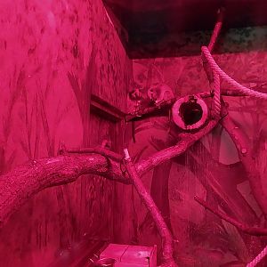 Small Mammal and Nocturnal House - Northern Luzon Giant Cloud Rat (Phloemys pallidus)