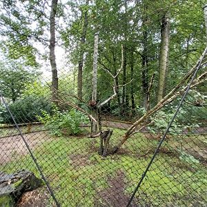 Great Curassow aviary