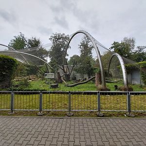 Panthera complex - Asiatic Lion enclosure