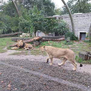 Panthera complex - Asiatic Lion (Panthera leo persica)