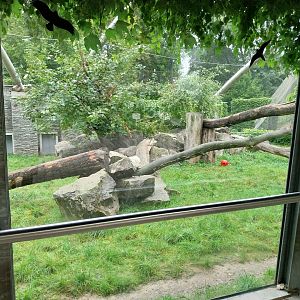 Panthera complex - Snow leopard enclosure