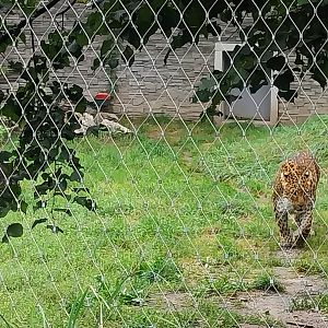 Panthera complex - North China leopard enclosure